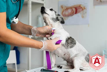 Study Veterinary Medicine in Bulgaria